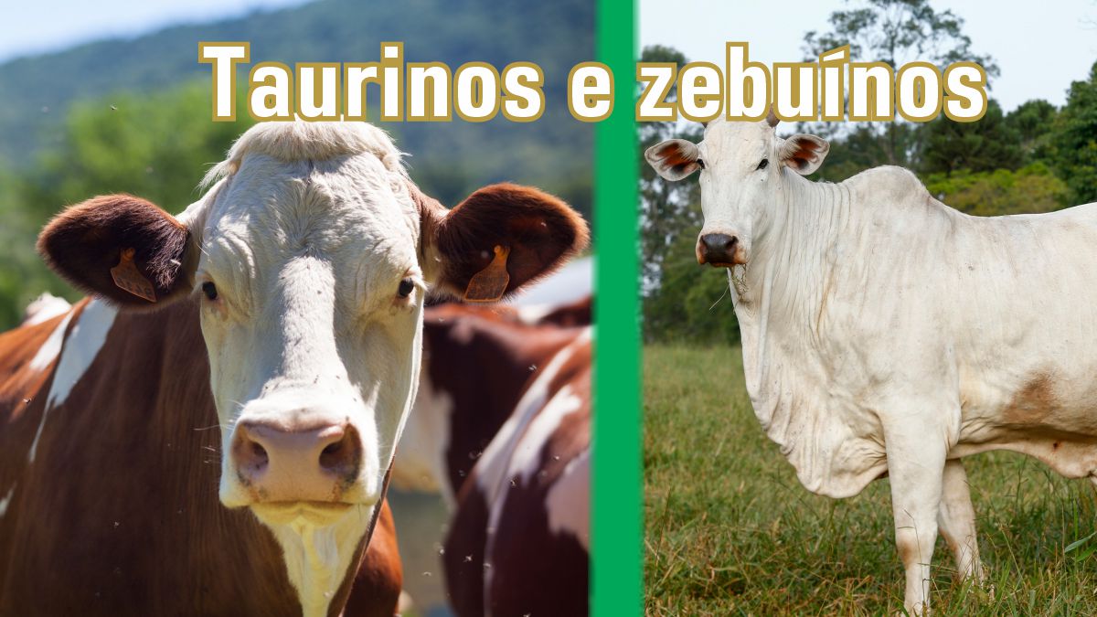 Gados taurinos e zebuínos quais suas diferenças Estúdio Web Agro