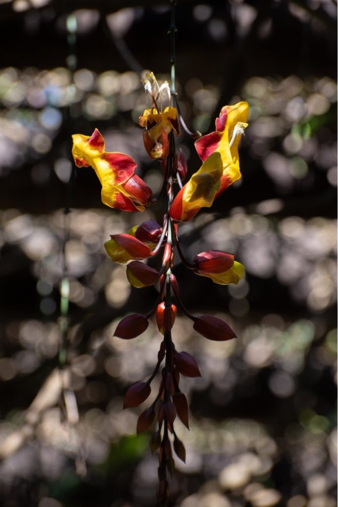 Sapatinho-de-judia - Thunbergia mysorensis