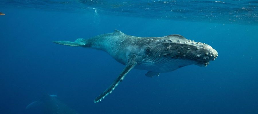 Sete Fatos Interessantes Sobre as Baleias