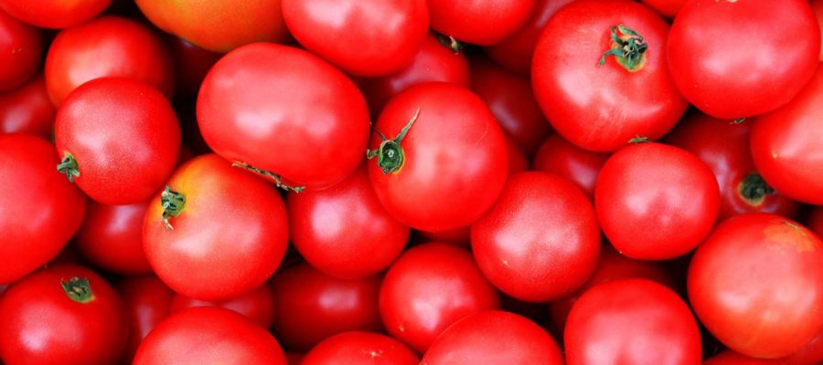 Seis dicas para cuidar de um pomar de tomates