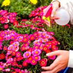cultivar um jardim de flores