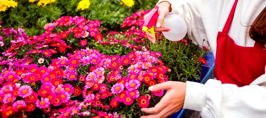 cultivar um jardim de flores