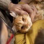 gato de estimação