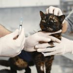 Check-up Anual: A Importância dos Exames de Rotina para Pets