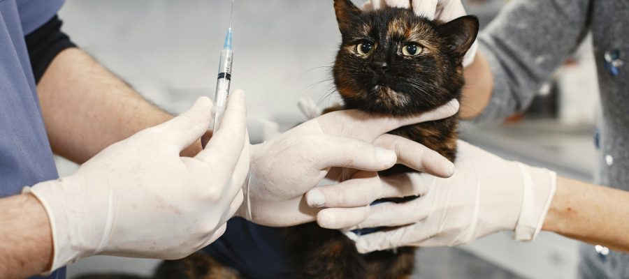 Check-up Anual: A Importância dos Exames de Rotina para Pets