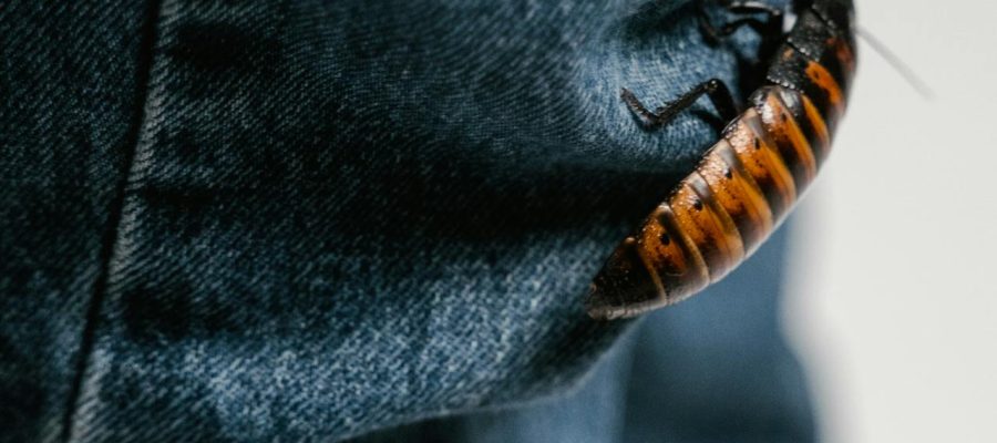 Tipos de Pragas: Cupins, Ratos e Baratas, Como Controlar?