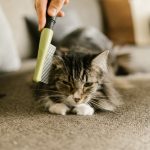 Cuidados Básicos com a Higiene de Cães e Gatos em Casa
