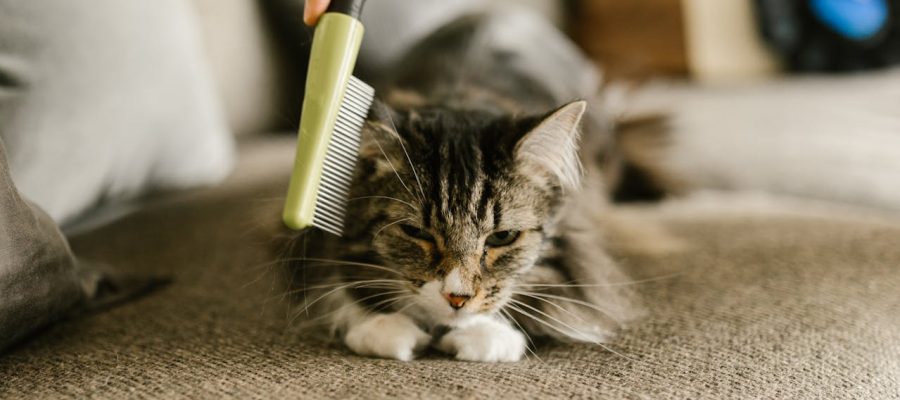 Cuidados Básicos com a Higiene de Cães e Gatos em Casa
